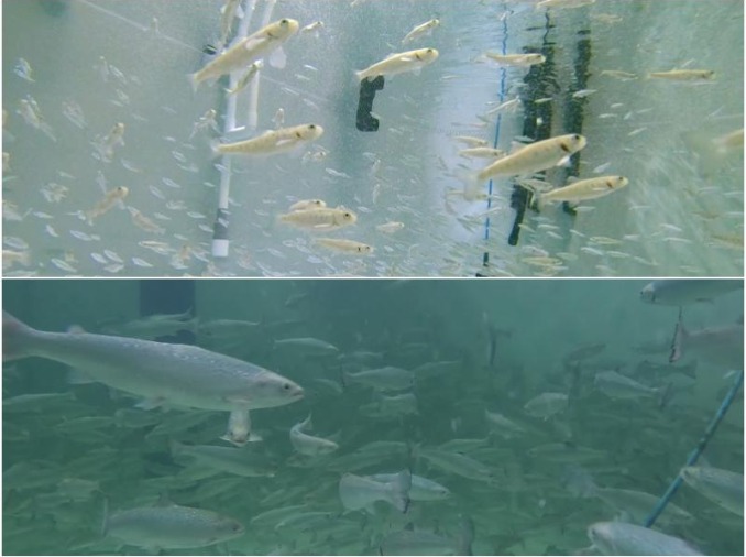 Atlantischer Lachs wird nun in Busan aufgezogen