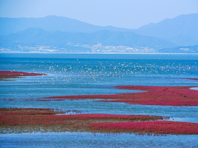 [UNESCO-Welterbekomitee in Busan] ② Erweiterung des UNESCO-Welterbes „Getbol, Korean Tidal Flats“