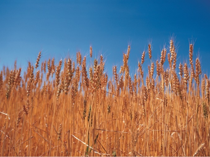 In Korea wurde neue Weisensorte entwickelt - vier Ernten pro Jahr ermöglicht